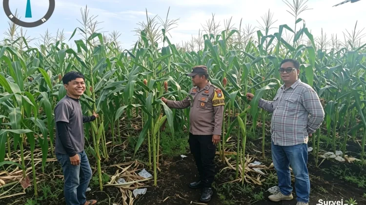 Polsek Bengkalis Rawat Jagung Pipil Dukung Swasembada