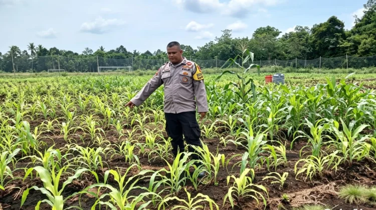 Polsek Bengkalis Rawat Jagung Pipil Dukung Swasembada