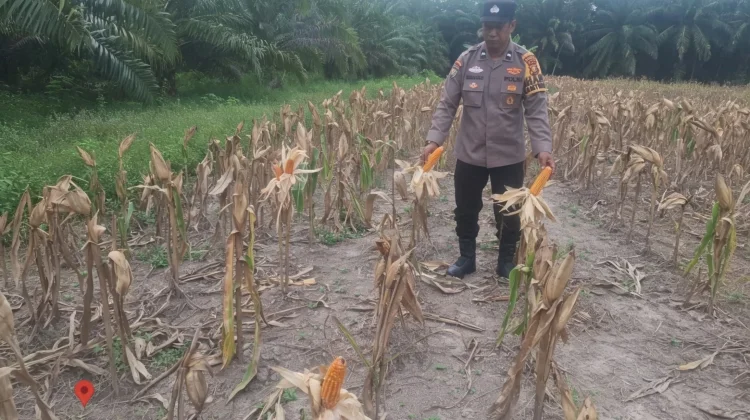 Jagung Bhayangkara Terancam Gagal Panen, Polisi Turun Tangan