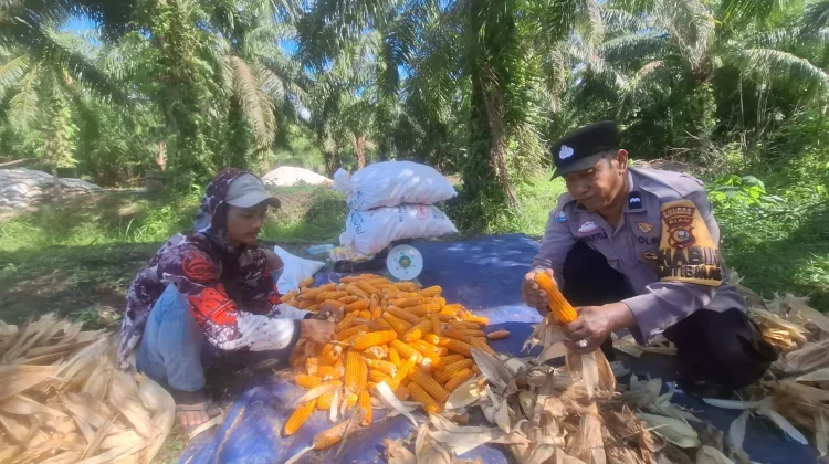 Polsek Siak Kecil Panen Jagung, Bukti Nyata Dukung Asta Cita