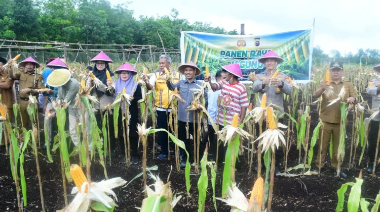 Panen Jagung Desa Sukamaju Bukti Swasembada Pangan Daerah
