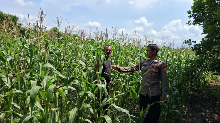 Polsek Rupat Kawal Jagung Batu Panjang meski Diserang Hama