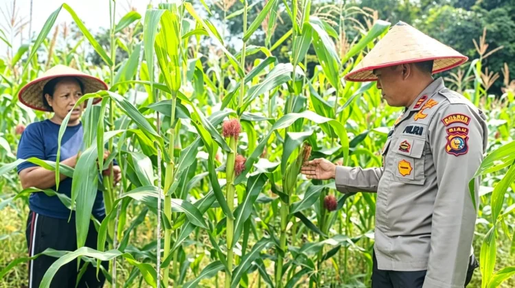 Polsek Bengkalis Rawat 2.000 Jagung Demi Swasembada Pangan