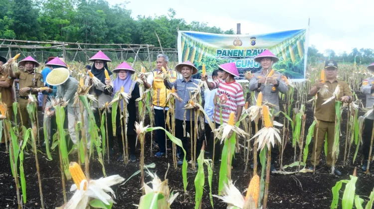 BUMDes Restu Bersama Lakukan Panen Perdana Jagung