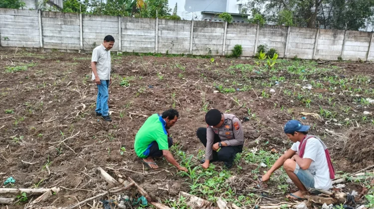 Polsek KSKP Dumai Rawat Jagung untuk Dukung Ketahanan Pangan