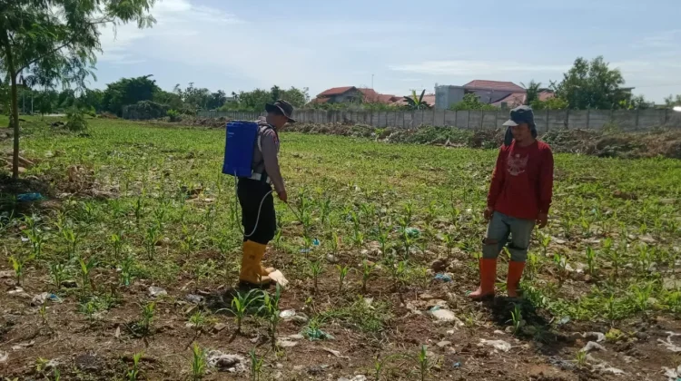 Polisi dan Petani Kompak Rawat Jagung Demi Ketahanan Pangan