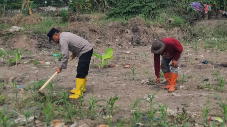 Polsek KSKP Dumai dan Petani Rawat Jagung Ketahanan Pangan