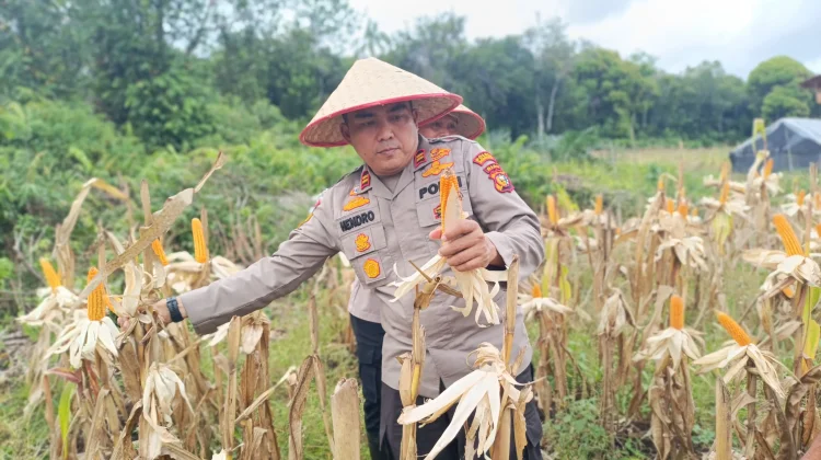 Polsek Bengkalis Kawal 4.000 Jagung Demi Swasembada Pangan