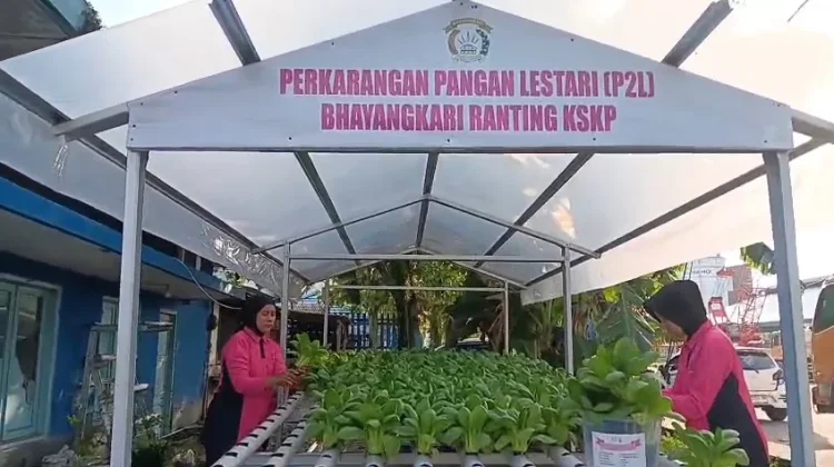 Bhayangkari Polsek Pelabuhan Dumai Panen Pakcoy Hidroponik