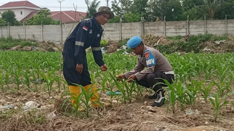 Polsek KSKP Dumai Cek Lahan Jagung Dukung Ketahanan Pangan