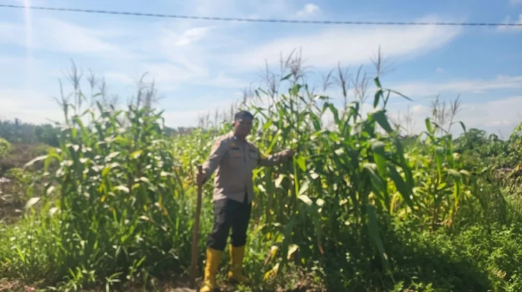Polsek Mandau Kawal Program Jagung demi Swasembada Pangan