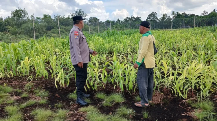 Pasca Banjir, Polisi Dampingi Pemulihan Jagung Ketam Putih