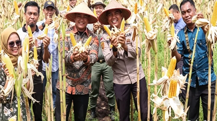 Panen Raya Jagung Senggoro, Polri Dorong Pangan Mandiri