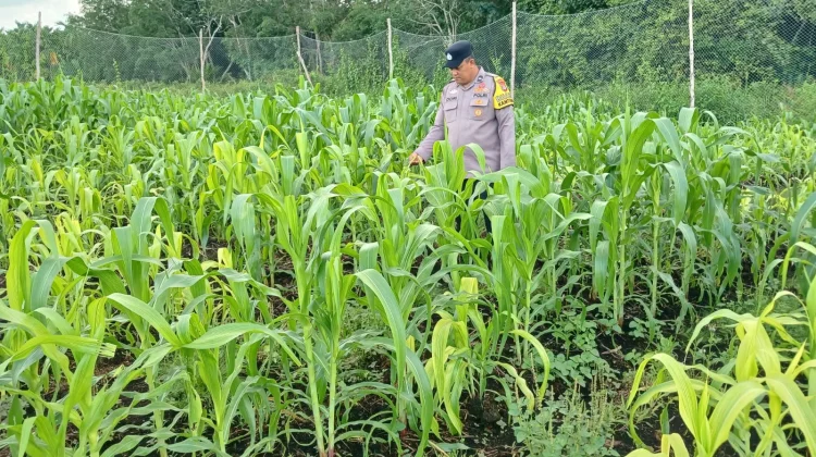 Bhabinkamtibmas Kawal Pemulihan Jagung Pasca Banjir