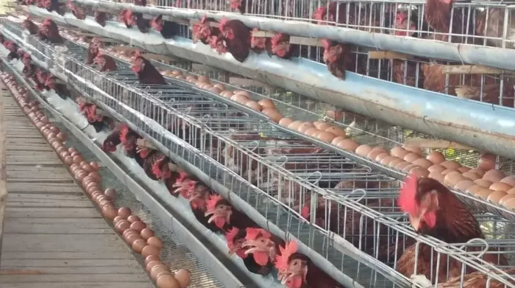 Beternak Ayam Petelur, Peluang UMKM Bangkitkan Ekonomi Desa