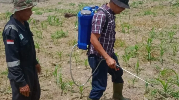 Polisi dan Petani Dumai Bergerak Selamatkan Jagung dari Hama