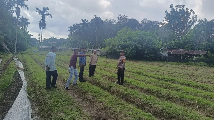 Polsek Bengkalis Rawat Jagung Demi Swasembada Pangan di Desa Damai