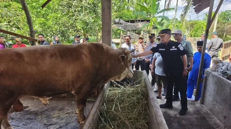 Bupati Asmar Tinjau Sapi Kurban Bantuan Presiden Republik Indonesia