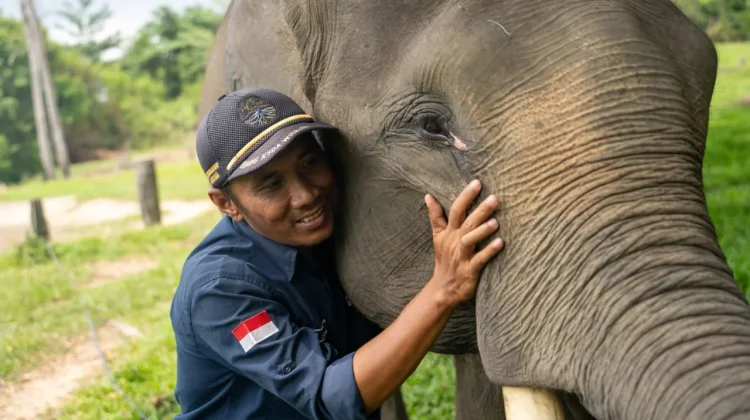 Harmoni di Tanah Balai Raja, saat Sang Gajah dan Manusia Berbagi Ruang Kehidupan