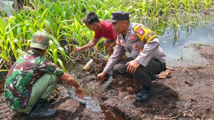Pasca Banjir, Bhabinkamtibmas Turun Selamatkan Jagung Warga