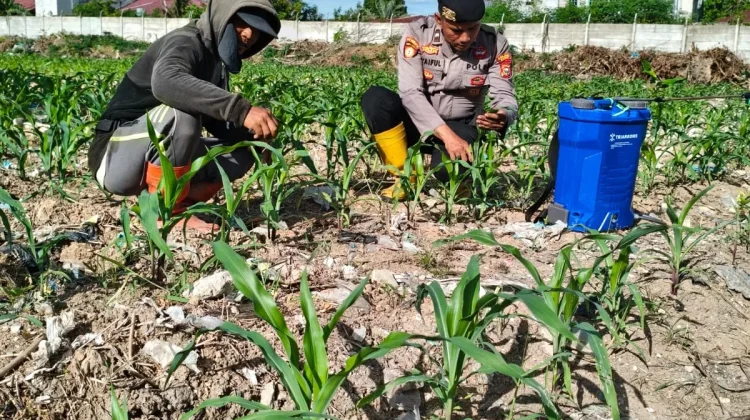 Polisi dan Petani Dumai Bersatu Selamatkan Jagung dari Hama