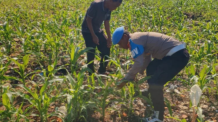Polisi dan Petani Dumai Bersatu Lawan Hama Jagung