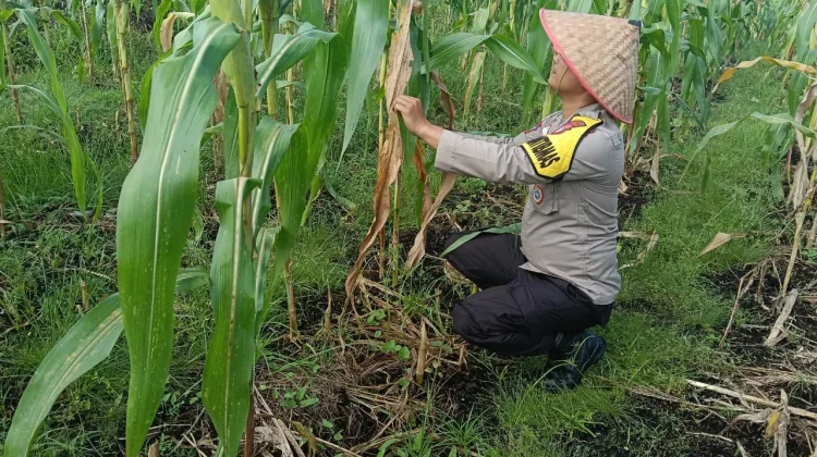 Kawal Ketahanan Pangan, Polisi Dampingi Petani Jagung Bengkalis