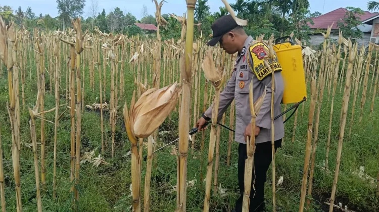 Polsek Bengkalis Turun Lapangan Pantau Tanaman Jagung Pipil dan Cegah Hama