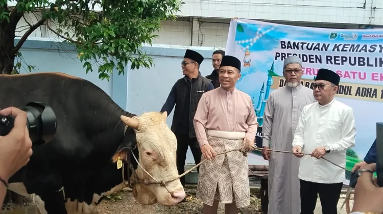 Sapi Kurban Presiden Diserahkan di Masjid Agung Bengkalis