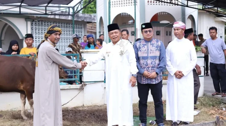 Bupati Asmar Serahkan Bantuan Sapi Kurban Presiden Republik Indonesia