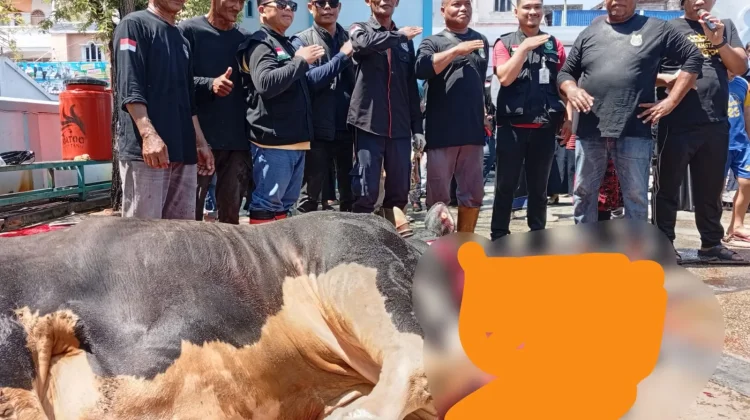 Detik-Detik Sapi Kurban Presiden 999 Kg Disembelih di Bengkalis