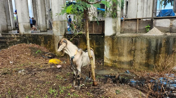 Warga Tegal Sari Rawat Kambing Bertahun-tahun Demi Bisa Berkurban