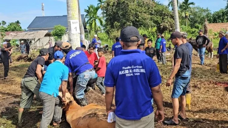 Tangis Yatmi Iringi Sapi Peliharaannya untuk Kurban