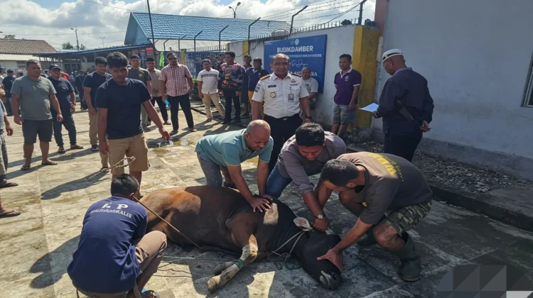 Lapas Bengkalis Sembelih 2 Sapi dan 1 Kambing Kurban