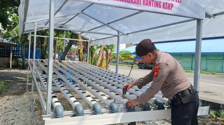 Personel Polsek Dumai Rawat Ratusan Bibit Hidroponik