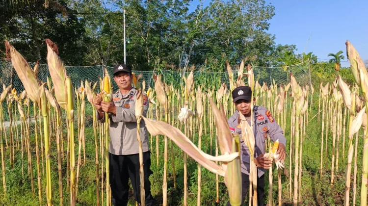 Panen Jagung di Desa Senggoro Optimistis Berhasil