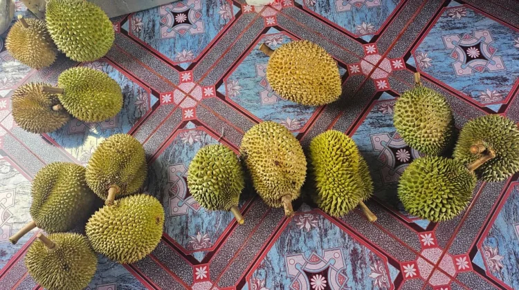 Musim Durian Mulai di Pulau Bengkalis, Durian Bantan Dikenal Manis dan Alami