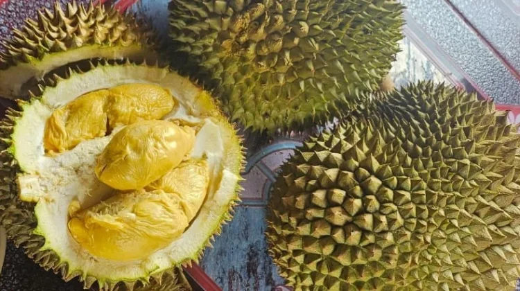Tokeh Durian Bantan Bagikan Tips Memilih Durian Berkualitas