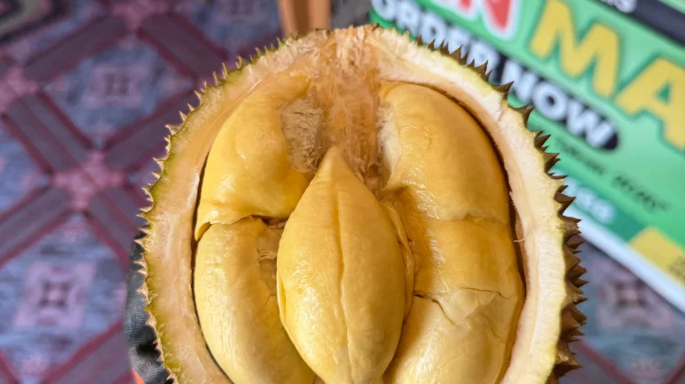 Durian Bantan Bengkalis Disebut Lebih Manis karena Tumbuh Alami tanpa Pupuk Kimia