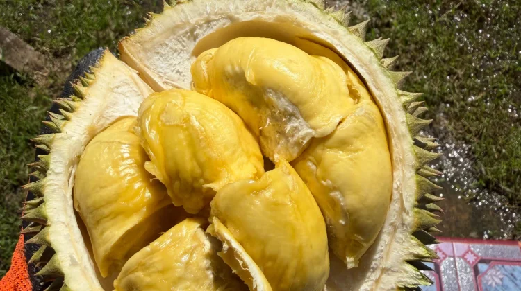 Dosen IPB Luruskan Mitos Durian Bikin Kolesterol