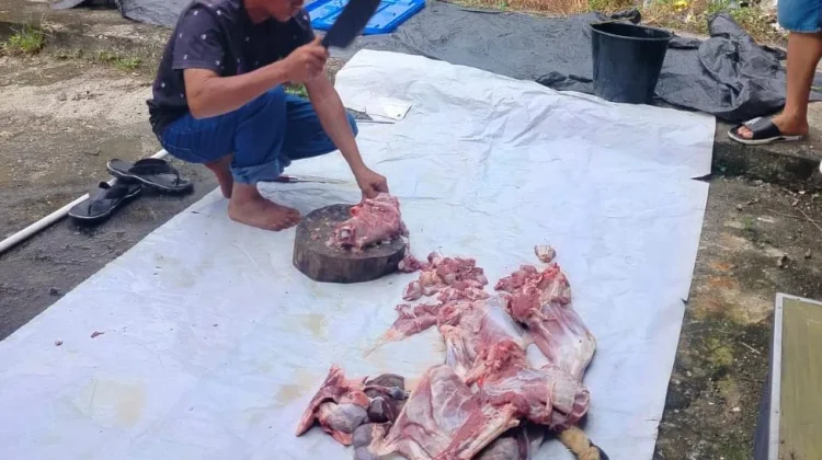 Cara Memotong Kambing dengan Benar agar Daging Tidak Amis