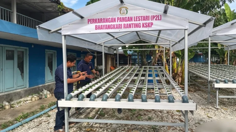 Bibit Pakcoy Hidroponik Polsek Kawasan Pelabuhan Mulai Tumbuh