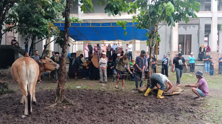Warga Kelapapati Darat Antusias Laksanakan Pemotongan Hewan Kurban Bersama