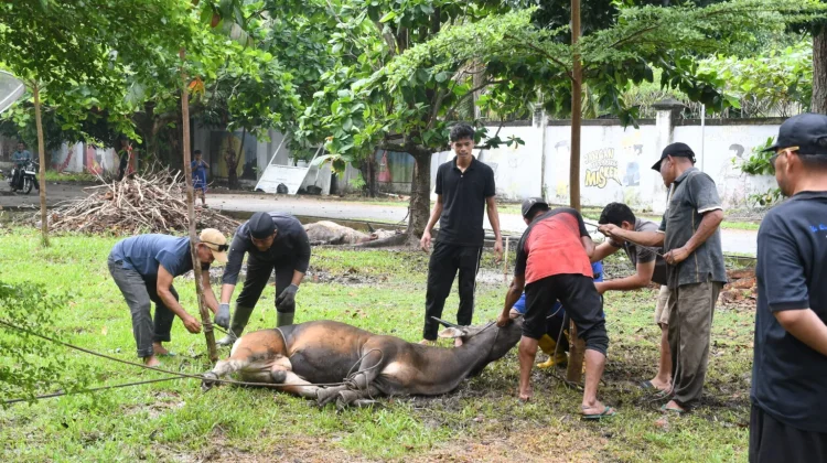 Polbeng Perkuat Nilai Kepedulian Sosial Melalui Ibadah Kurban