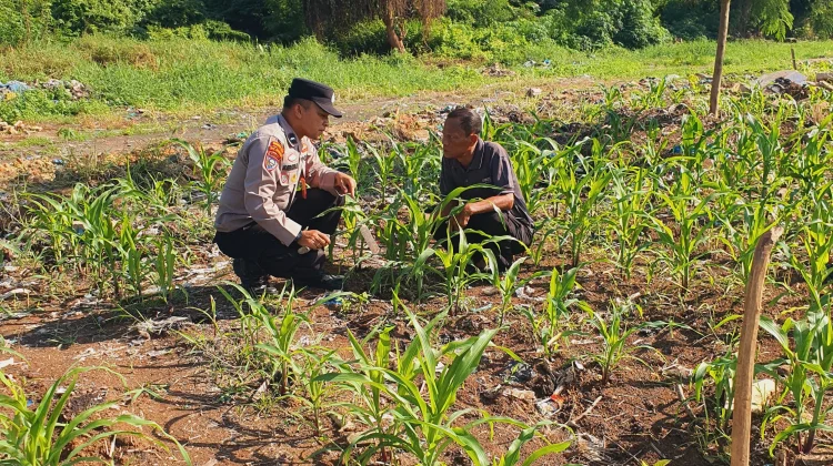 Lahan Jagung 1,1 Hektare Dipantau, Polisi dan Petani Cegah Hama
