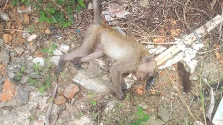 Gangguan Binatang Sebabkan Listrik Padam di Bengkalis Kota dan Sekitarnya