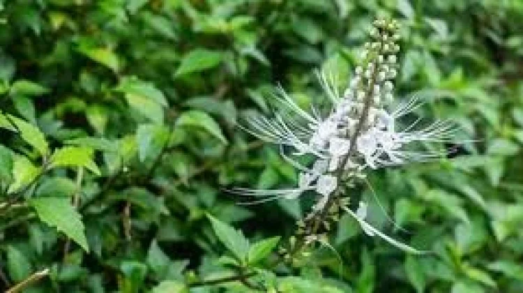 Daun Kumis Kucing Dipercaya Bantu Redakan Sakit Pinggang, Ini Penjelasannya