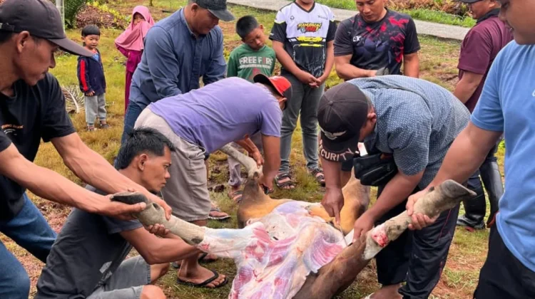 MIN 1 Bengkalis Tanamkan Nilai Kepedulian dan Kebersamaan Melalui Kurban