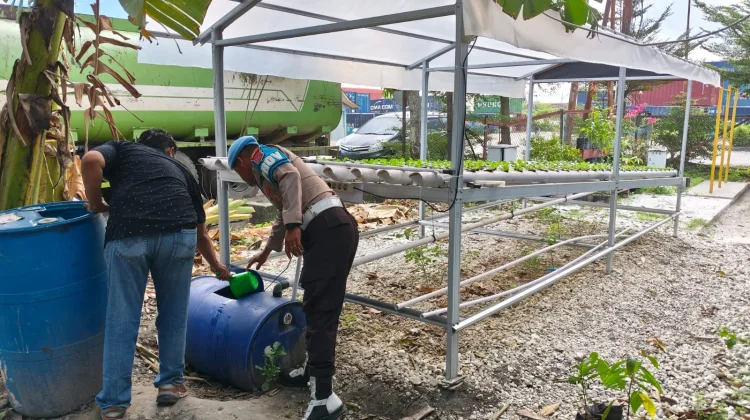 Tak Hanya Jaga Kamtibmas, Polisi Dumai Panen Harapan Pangan