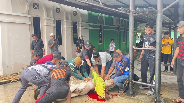 Kemenag Kepulauan Meranti Sembelih 2 Ekor Sapi, Perkuat Semangat Kepedulian
